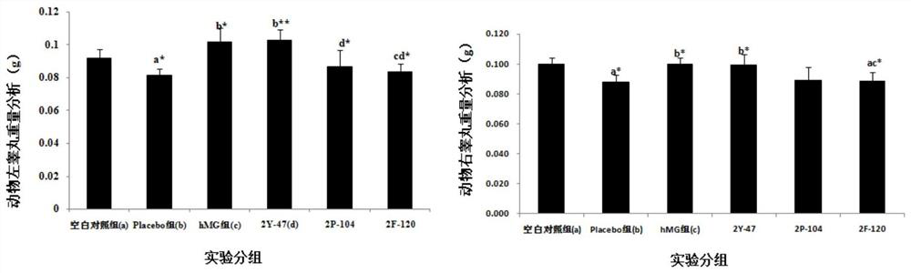 Preparation and application of novel ghrelin-like peptide modification and dimerization