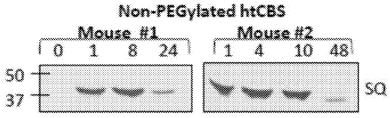 Compositions and methods for treatment of homocystinuria