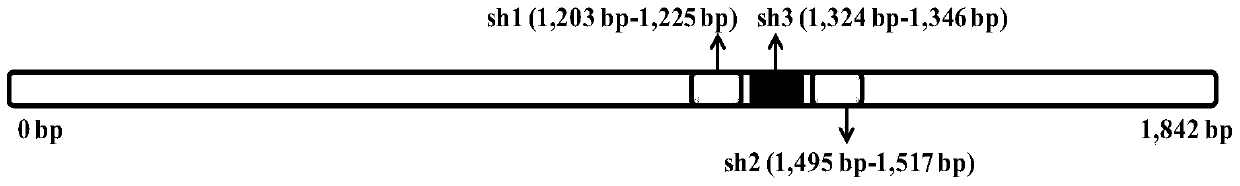 A method of silencing the ifnar2 gene in the df‑1 cell line