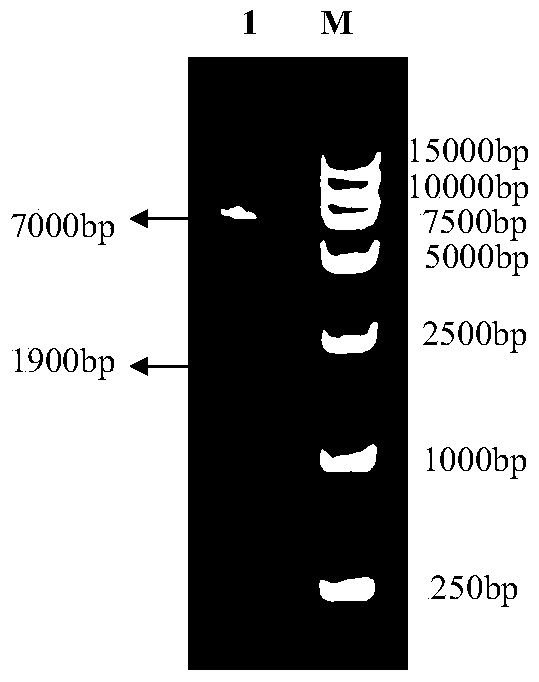 A method of silencing the ifnar2 gene in the df‑1 cell line