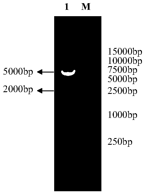 A method of silencing the ifnar2 gene in the df‑1 cell line