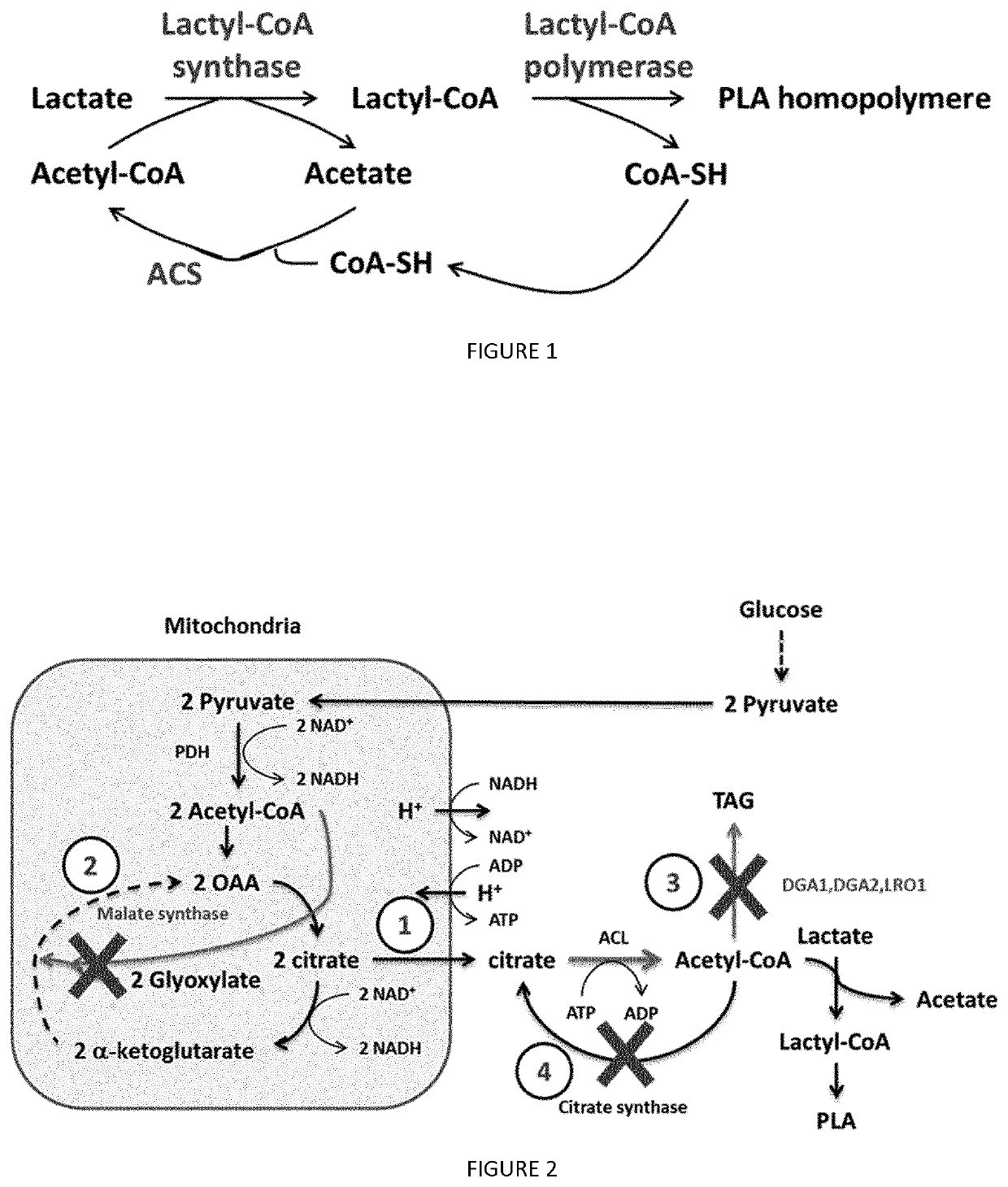 Recombinant yeast cells producing polylactic acid and uses thereof