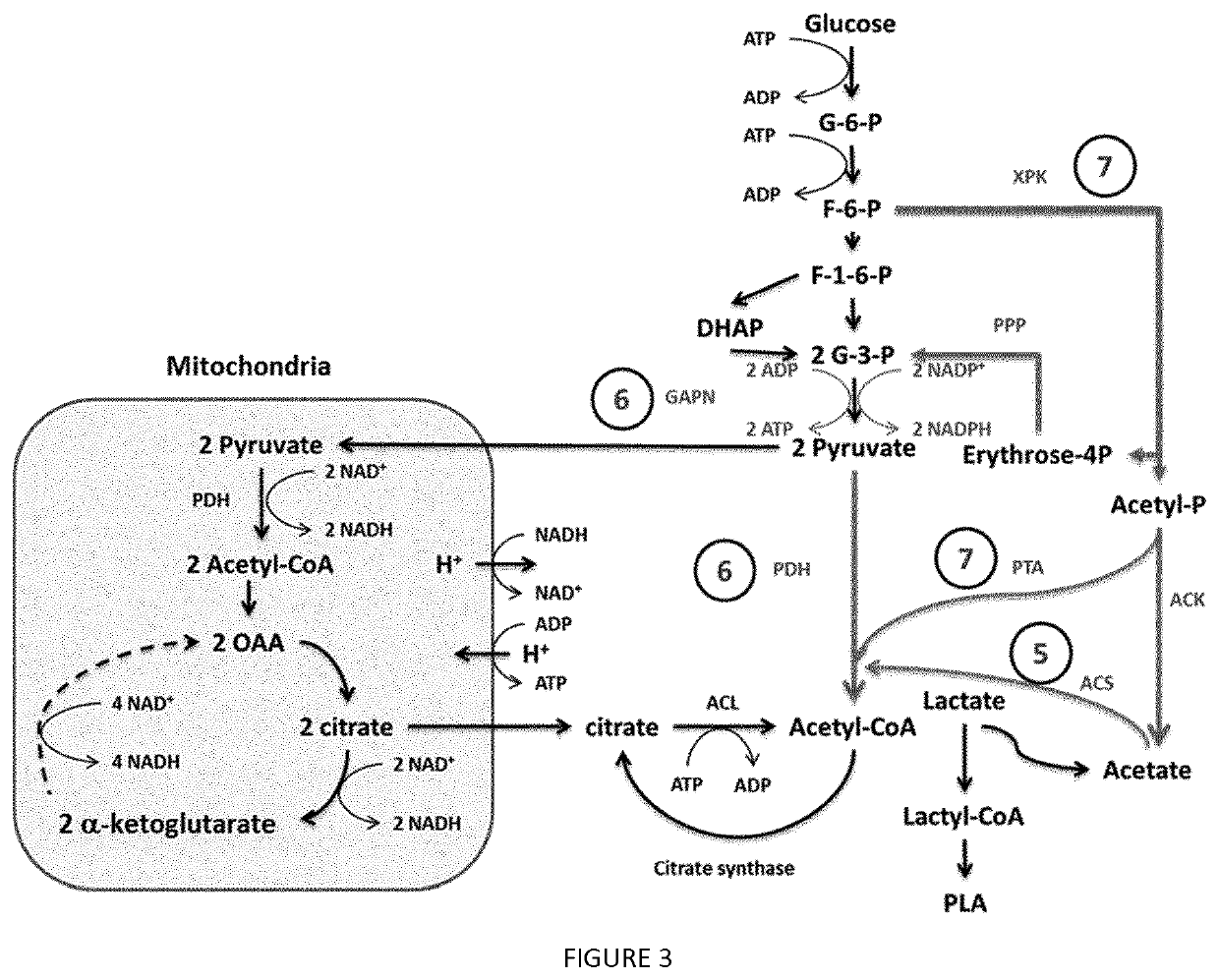 Recombinant yeast cells producing polylactic acid and uses thereof