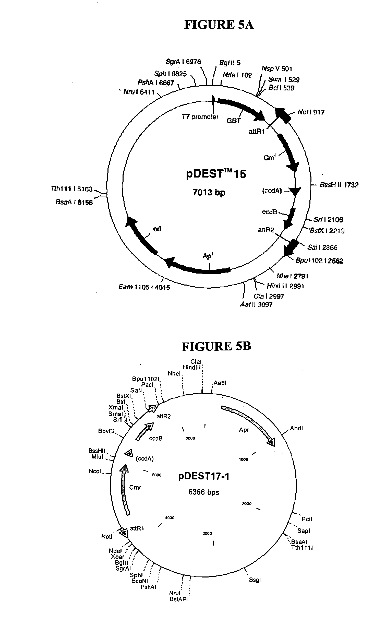 Nucleic acids and proteins from streptococcus groups A & B