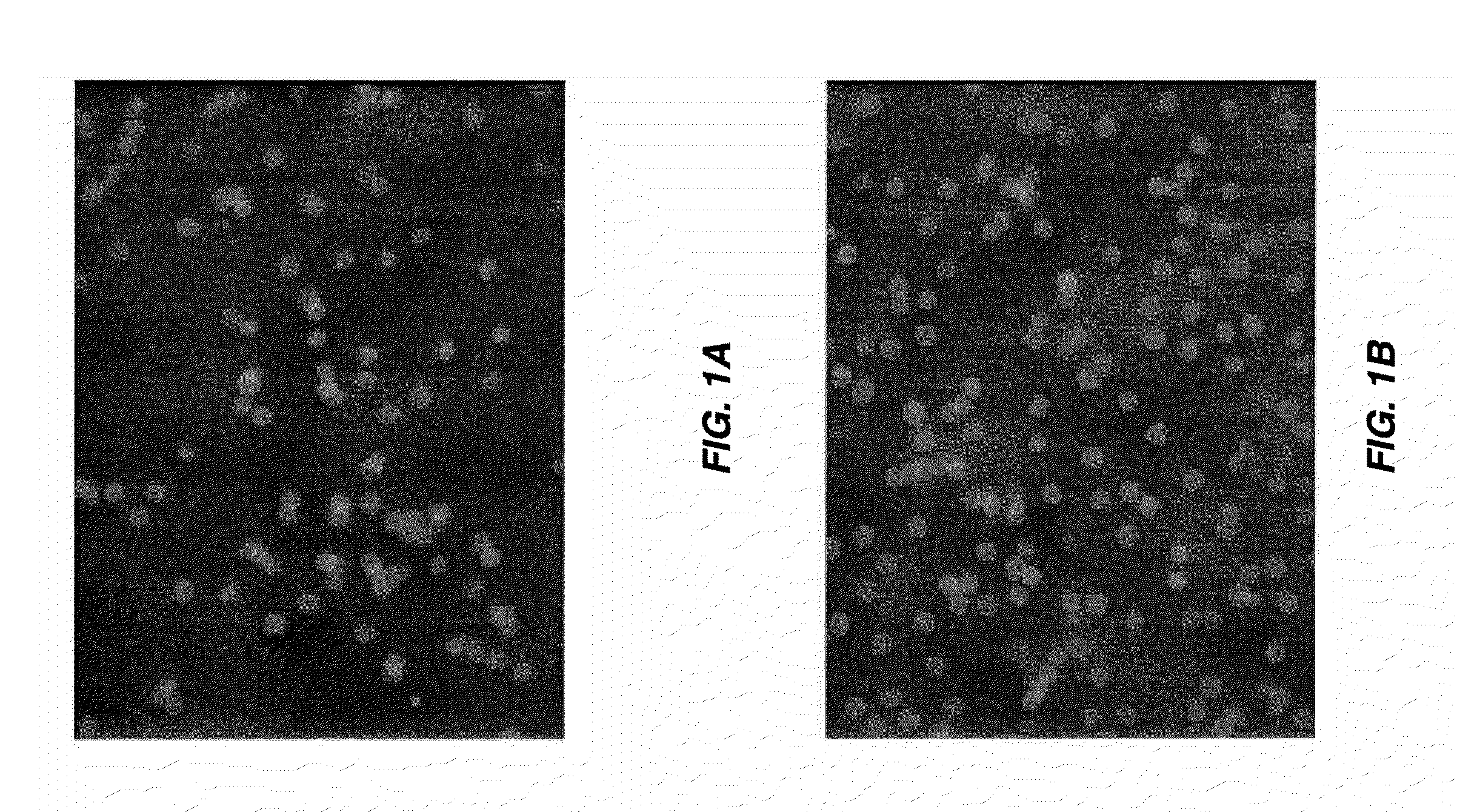 METHODS FOR PRODUCTION AND USE OF SUBSTANCE-LOADED ERYTHROCYTES (S-IEs) FOR OBSERVATION AND TREATMENT OF MICROVASCULAR HEMODYNAMICS