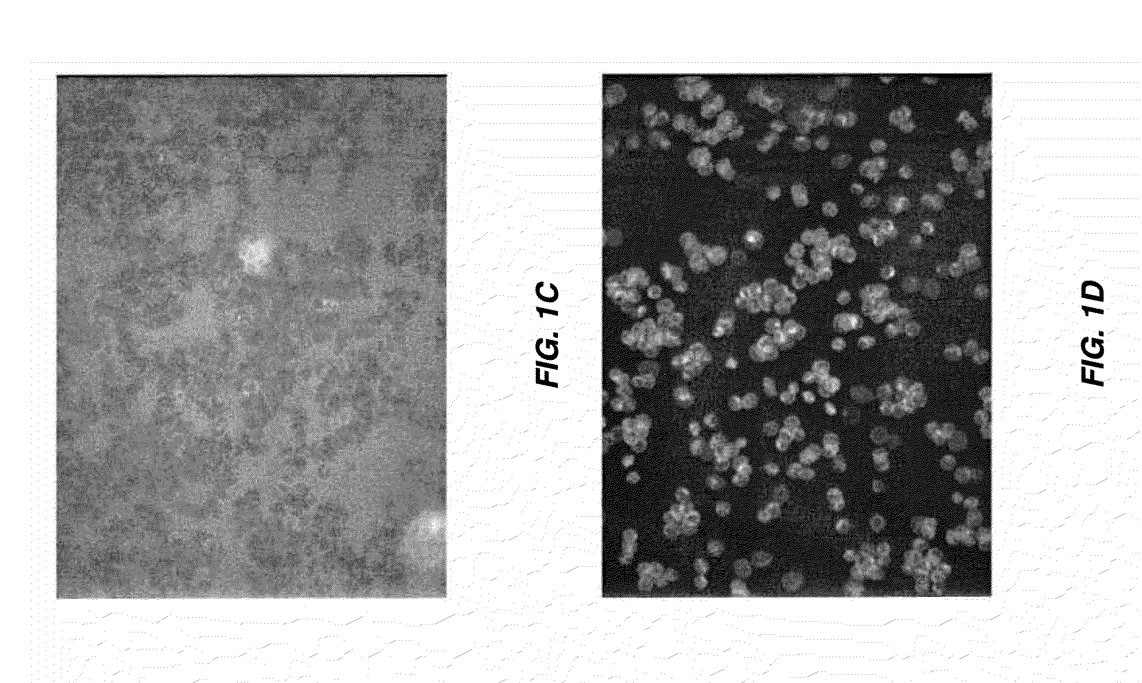 METHODS FOR PRODUCTION AND USE OF SUBSTANCE-LOADED ERYTHROCYTES (S-IEs) FOR OBSERVATION AND TREATMENT OF MICROVASCULAR HEMODYNAMICS