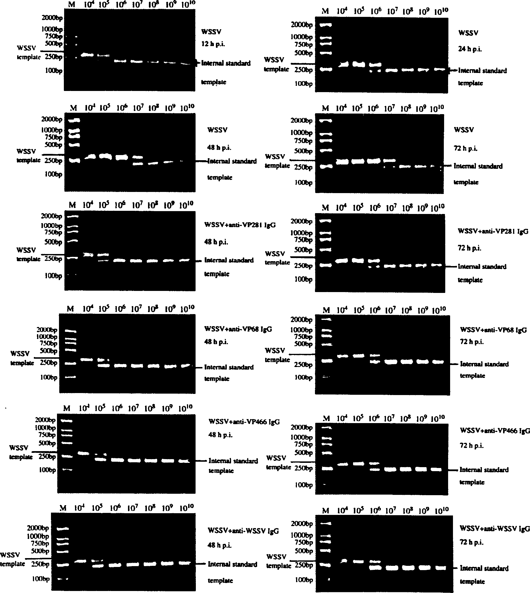 Prawn white-spots syndrom virus (WSSV) membrane protein and its antibody