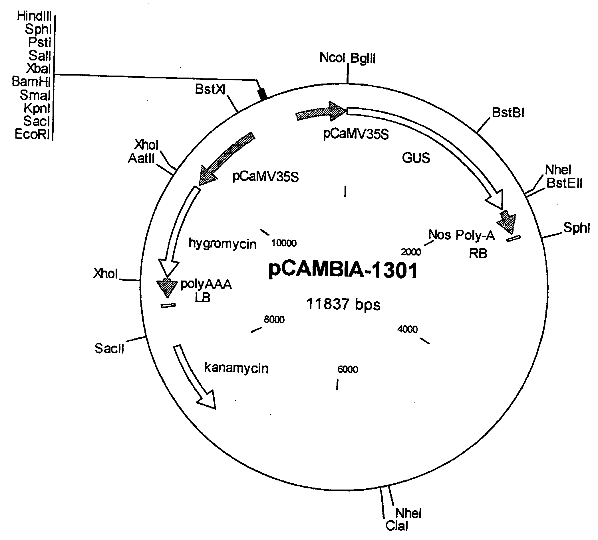 Transformation system for Camelina sativa