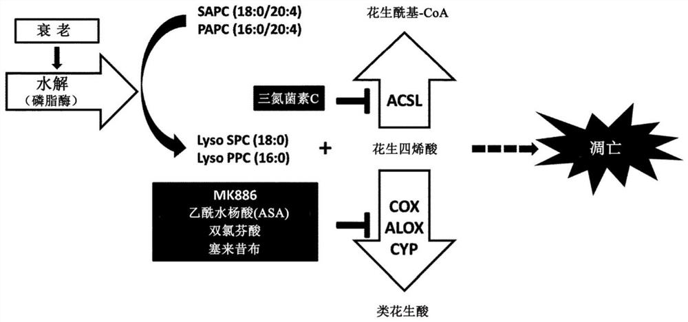 Compositions for elimination of senescent cells