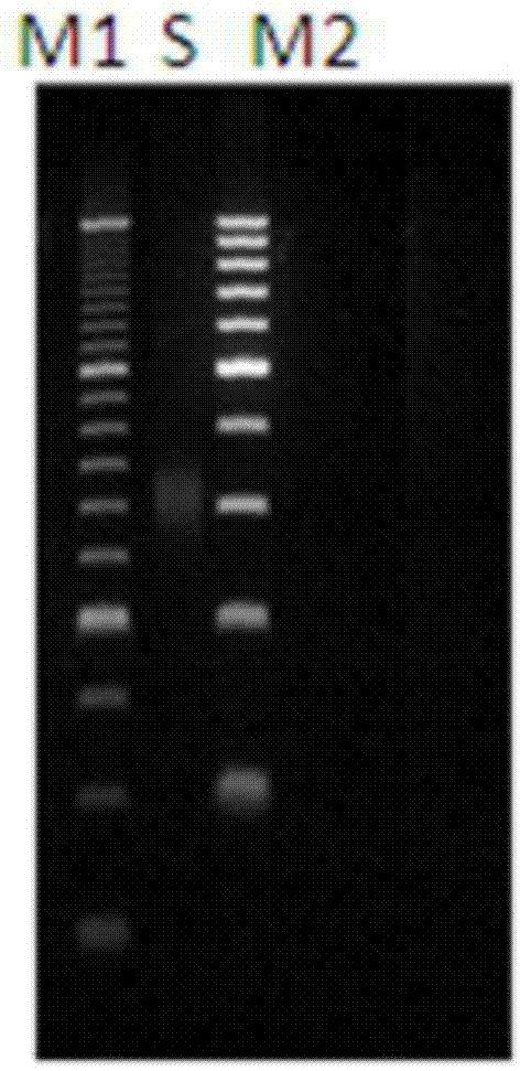 A method for non-invasive detection of mitochondrial DNA based on high-throughput gene sequencing