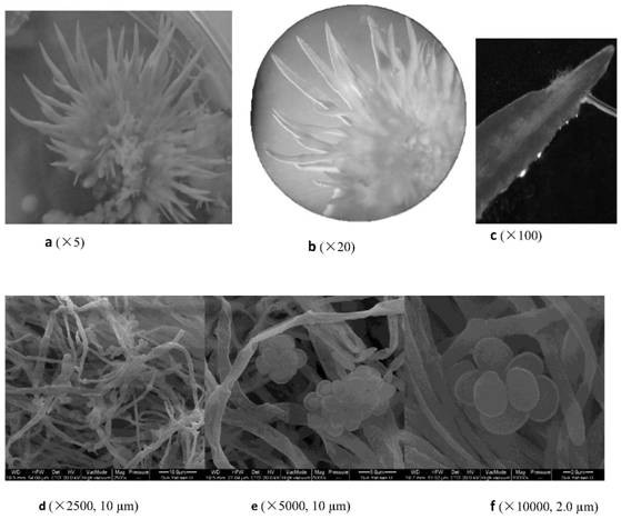 Styela plicata-derived fungus and application thereof