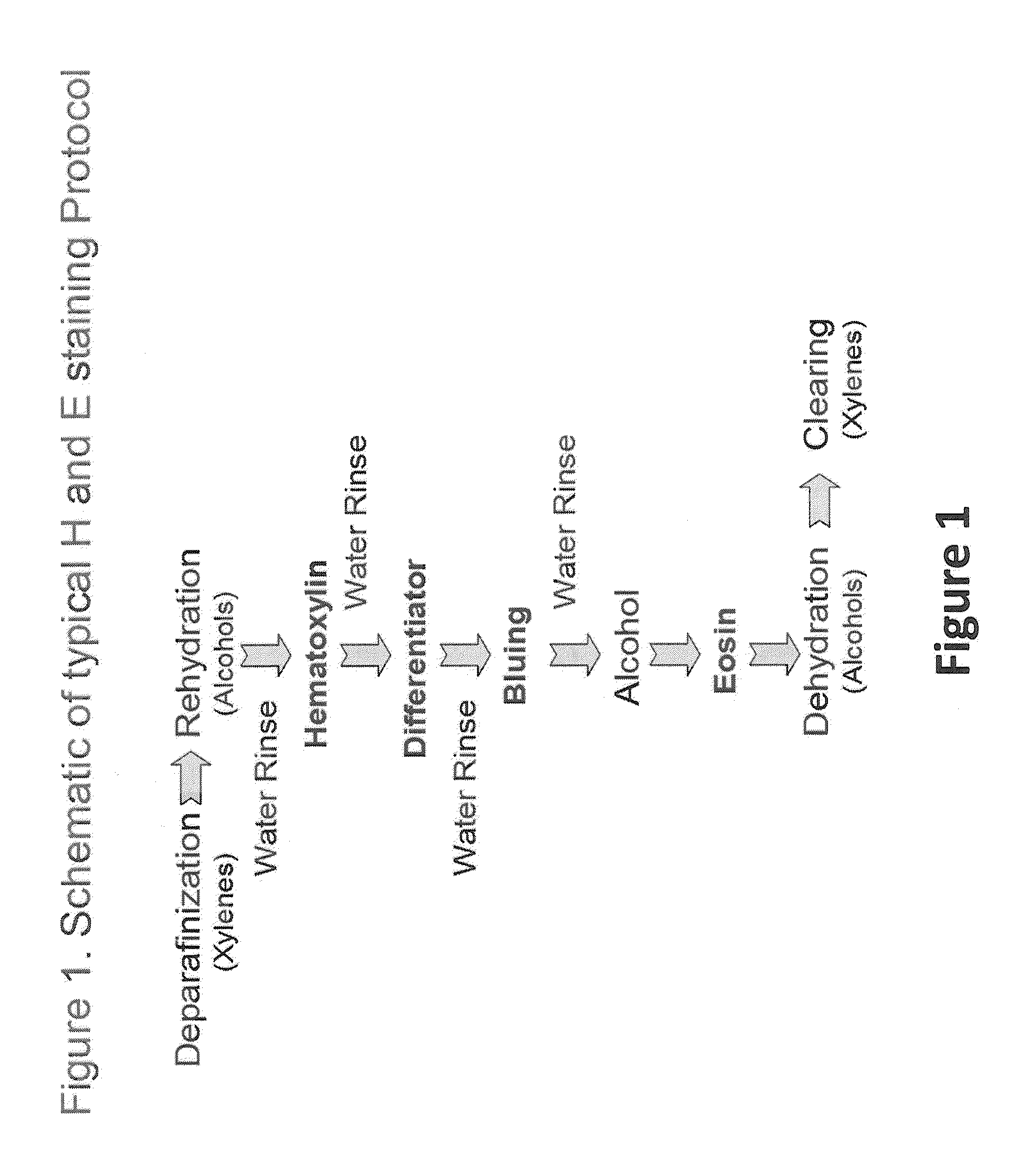 Methods and Compositions for Hematoxylin and Eosin Staining