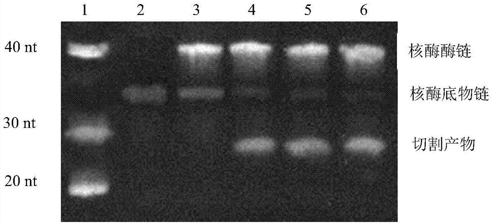 High-salinity-resistant nucleic acid sensor for lead and application of nucleic acid sensor