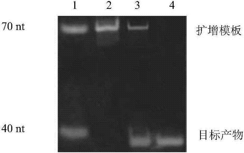 High-salinity-resistant nucleic acid sensor for lead and application of nucleic acid sensor