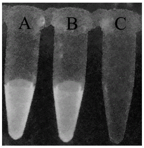 Urease Inhibitor Determination Method Based on Fluorescent Gold Nanoclusters