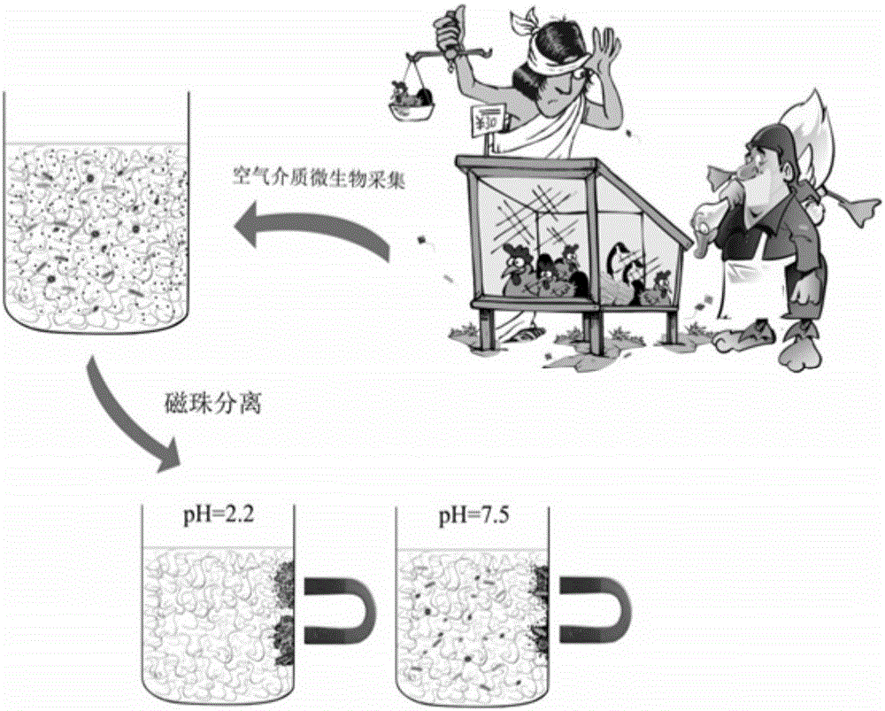 Method for effectively enriching air medium microorganisms on basis of magnetic bead method