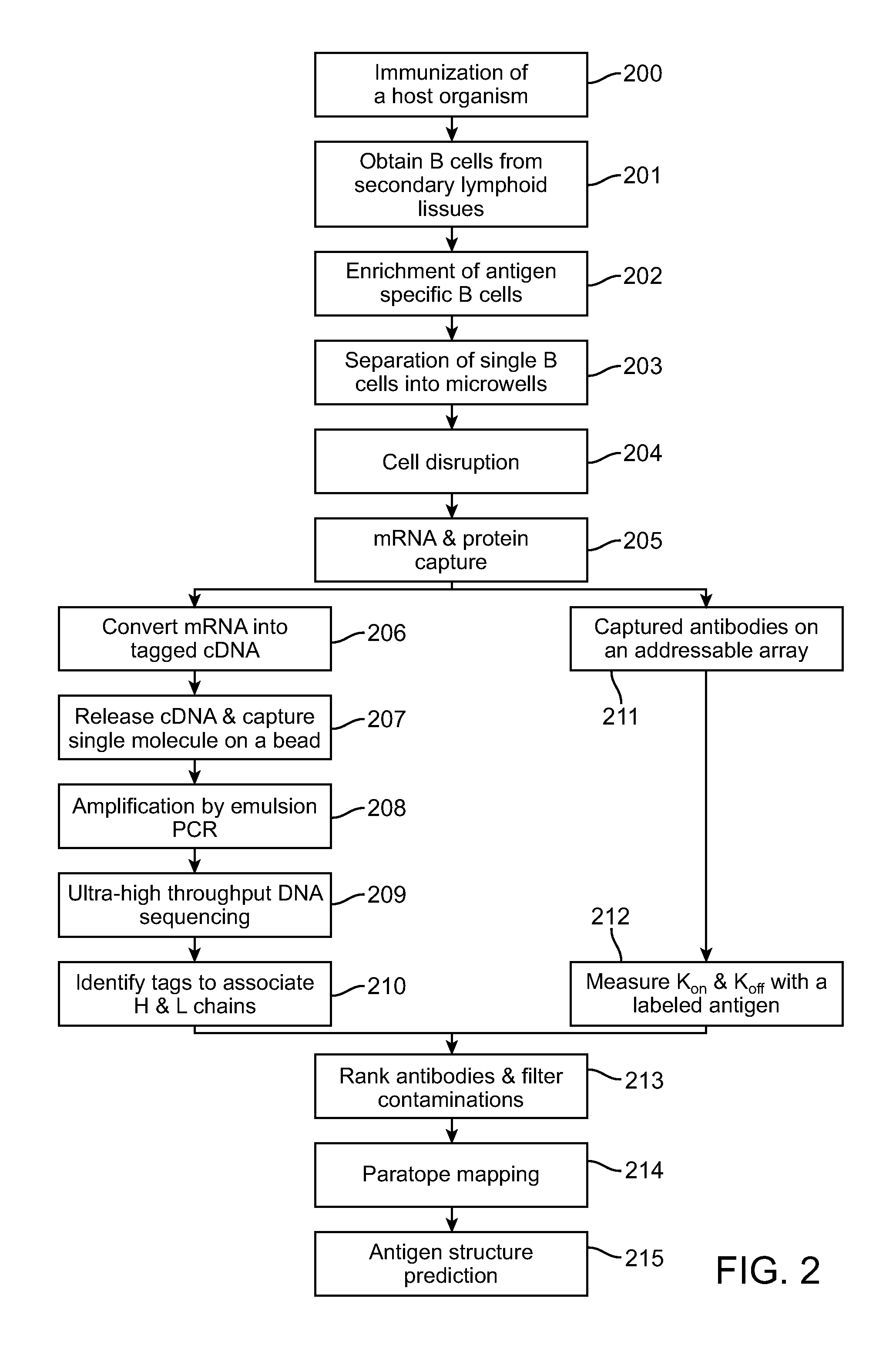 Method of obtaining antibodies of interest and nucleotides encoding same