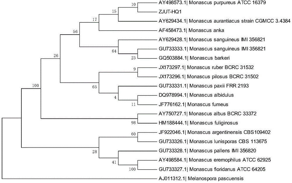 Monascus purpureus and its use in preparation of 1-deoxynojirimycin