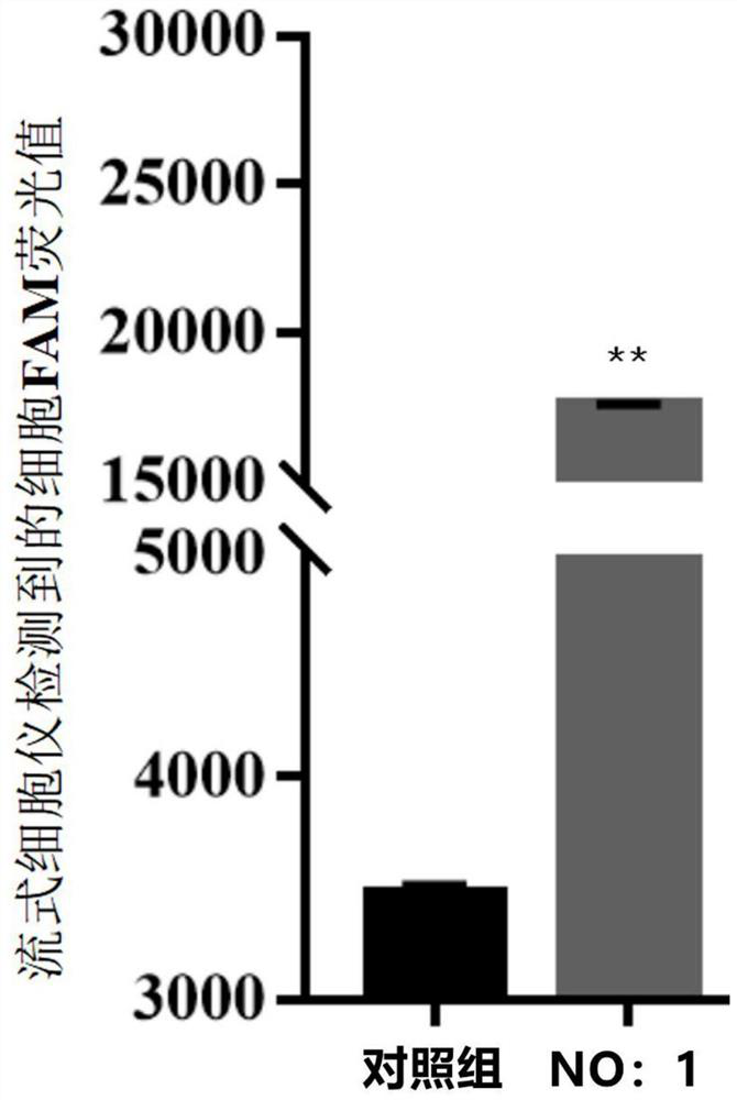 Nucleic acid aptamer and its application in the detection of neuronecrosis virus derived from pompano ovata