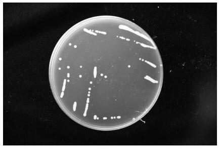 A dsf quorum sensing signal molecule quenching bacterium and its application in plant disease control