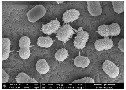 A dsf quorum sensing signal molecule quenching bacterium and its application in plant disease control