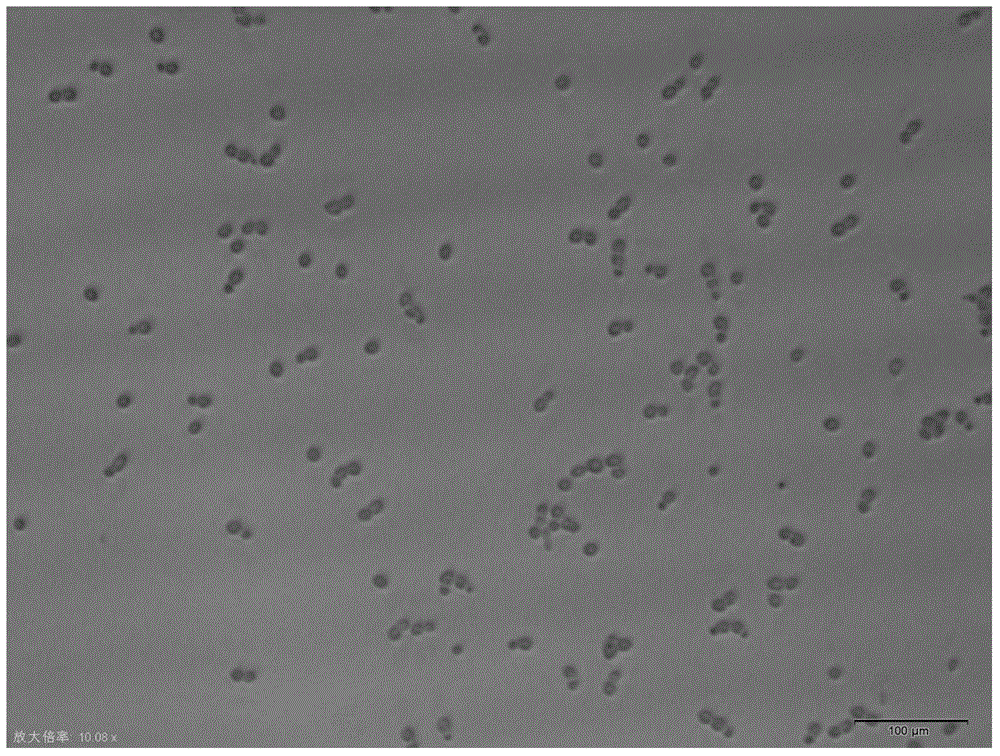 Candida albicans-resistant medicines with unsaturated fatty acid structure and preparation method of candida albicans-resistant medicines