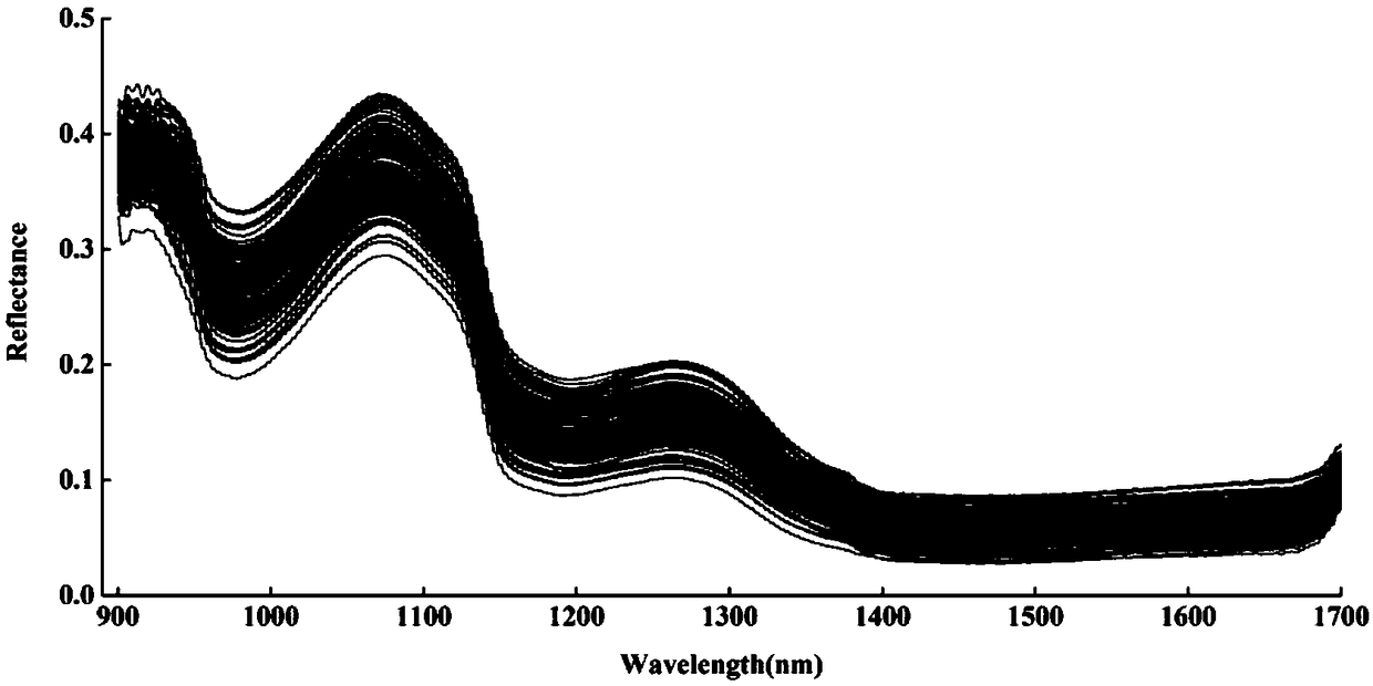 Method for online rapid detection on content of brochothrix thermosphacta in chicken