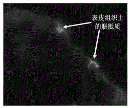 Leaf sheath tissue section manufacturing method for enabling users to observe callose of rice leaf sheath tissues