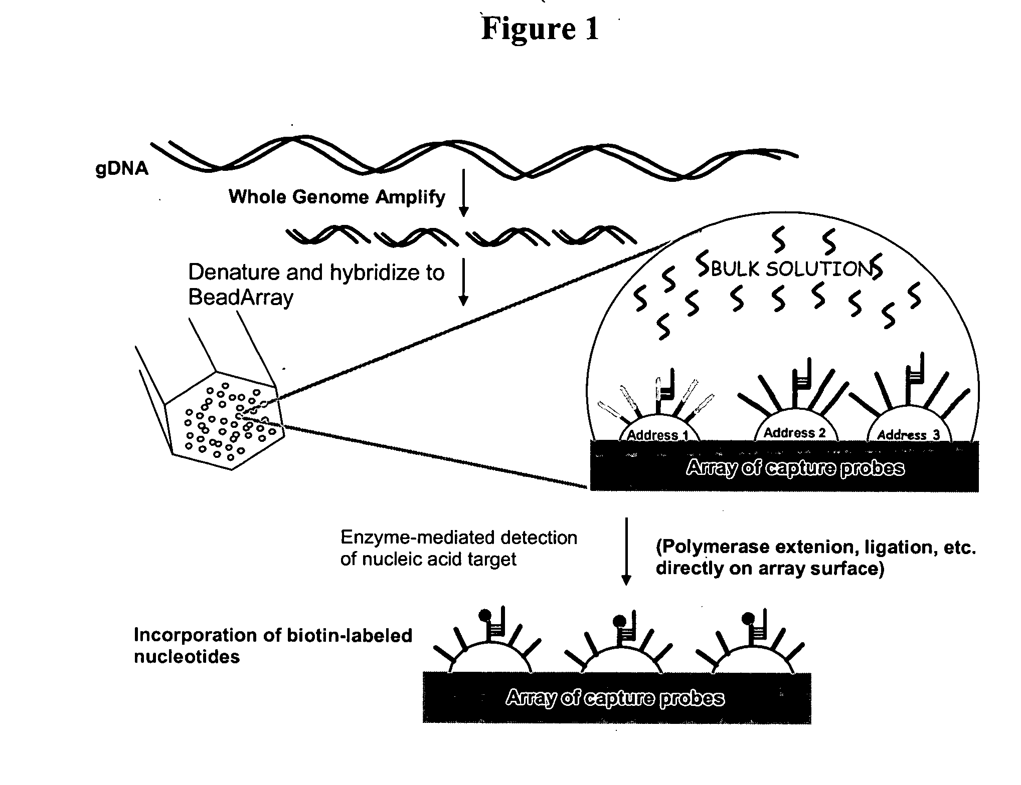 Methods and compositions for whole genome amplification and genotyping