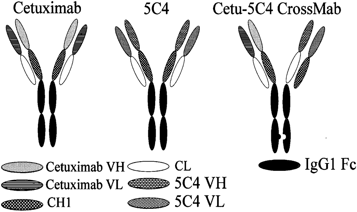 EGFR/PD-1 double-targeted antibody, preparation method and application thereof