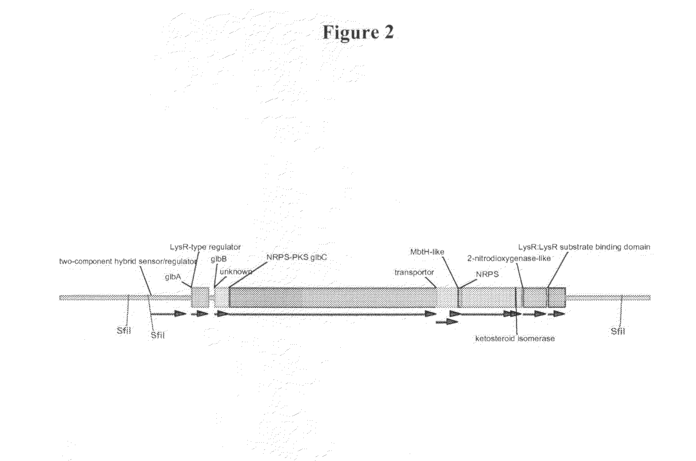 Heterologous hosts