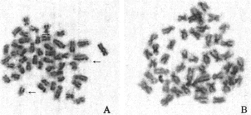 Gynogenesis method of grass carp and application thereof