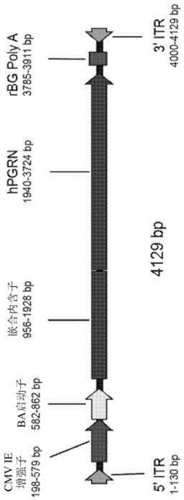 Recombinant adeno-associated virus for treatment of grn-associated adult-onset neurodegeneration