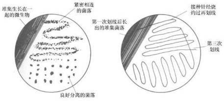 Microalgae culture medium and culture method