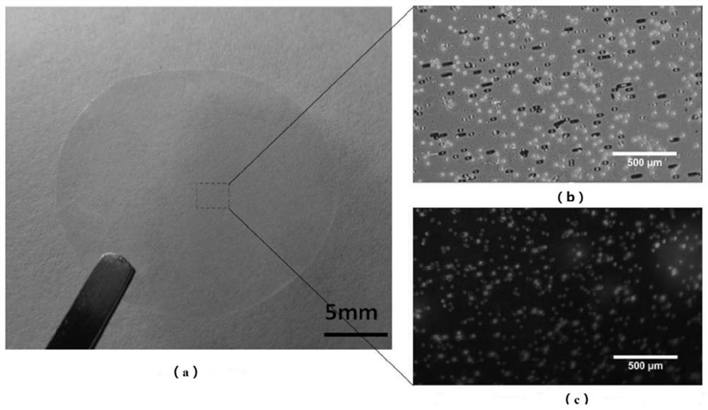 Fluorescence detection test paper and its preparation method and application, identification method of inferior oil