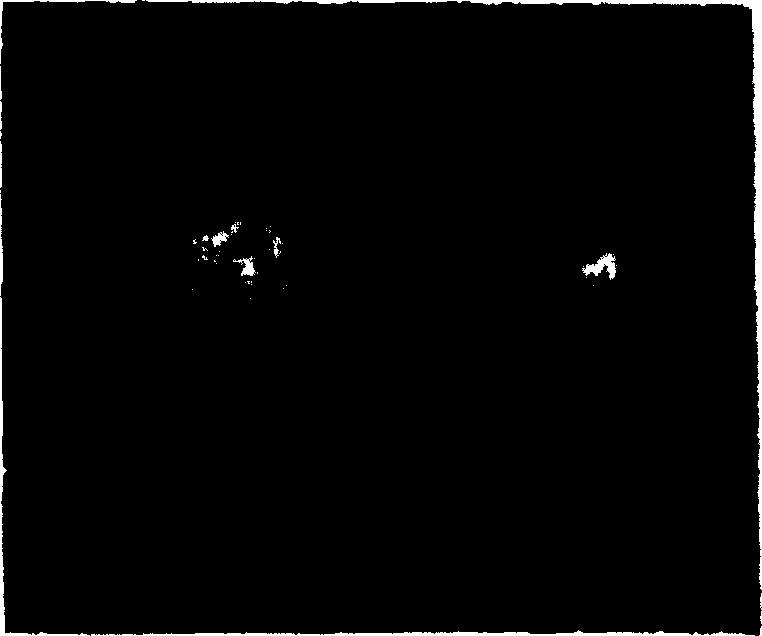 Method for micro-propagating tea trees from external leaves plant