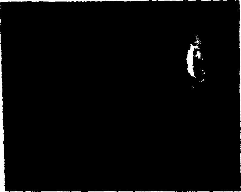 Method for micro-propagating tea trees from external leaves plant