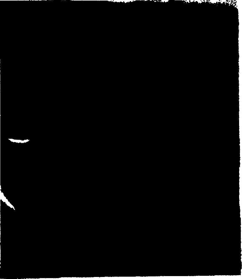 Method for micro-propagating tea trees from external leaves plant