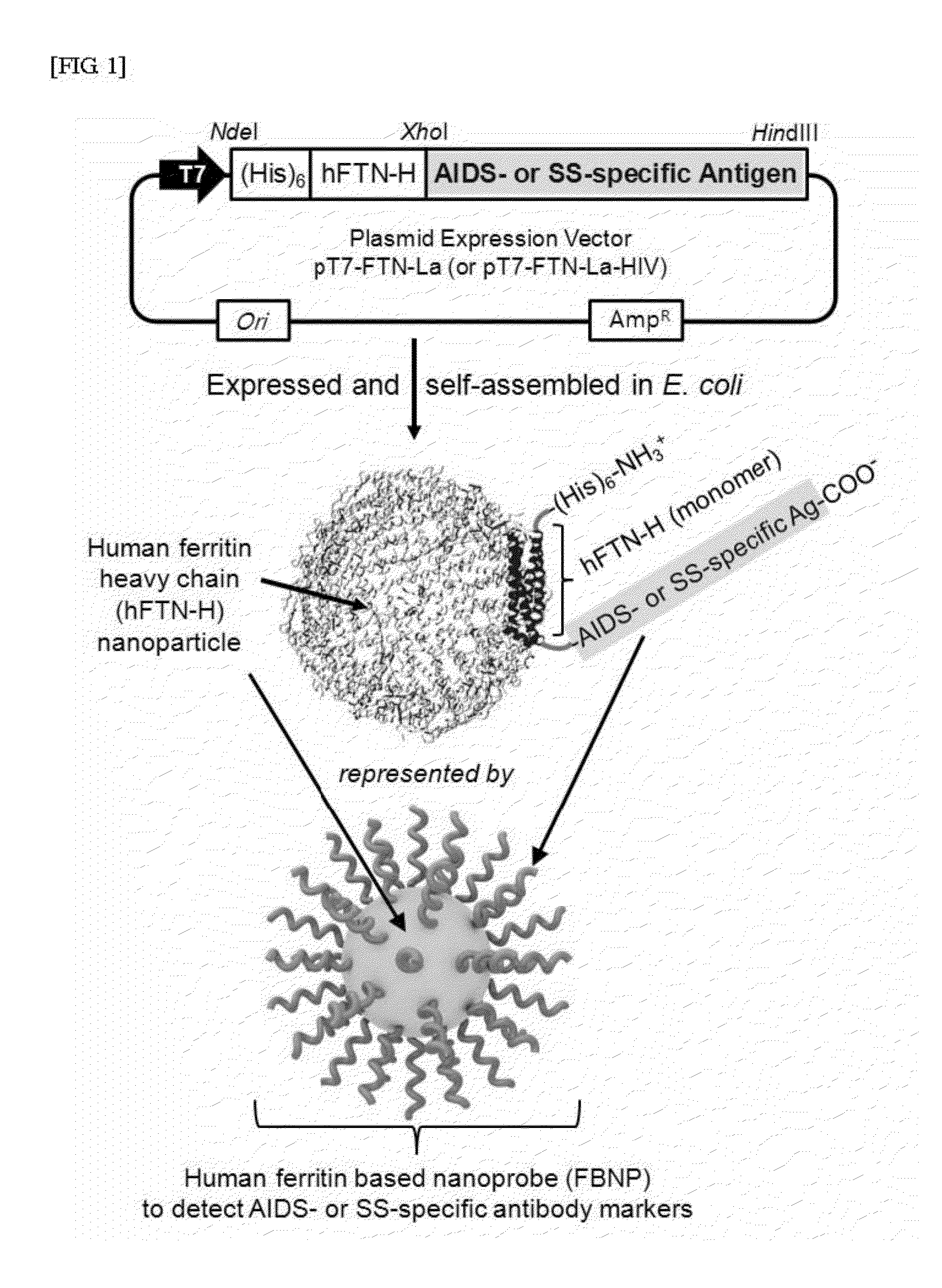 Use of protein nanoparticle based hydrogel