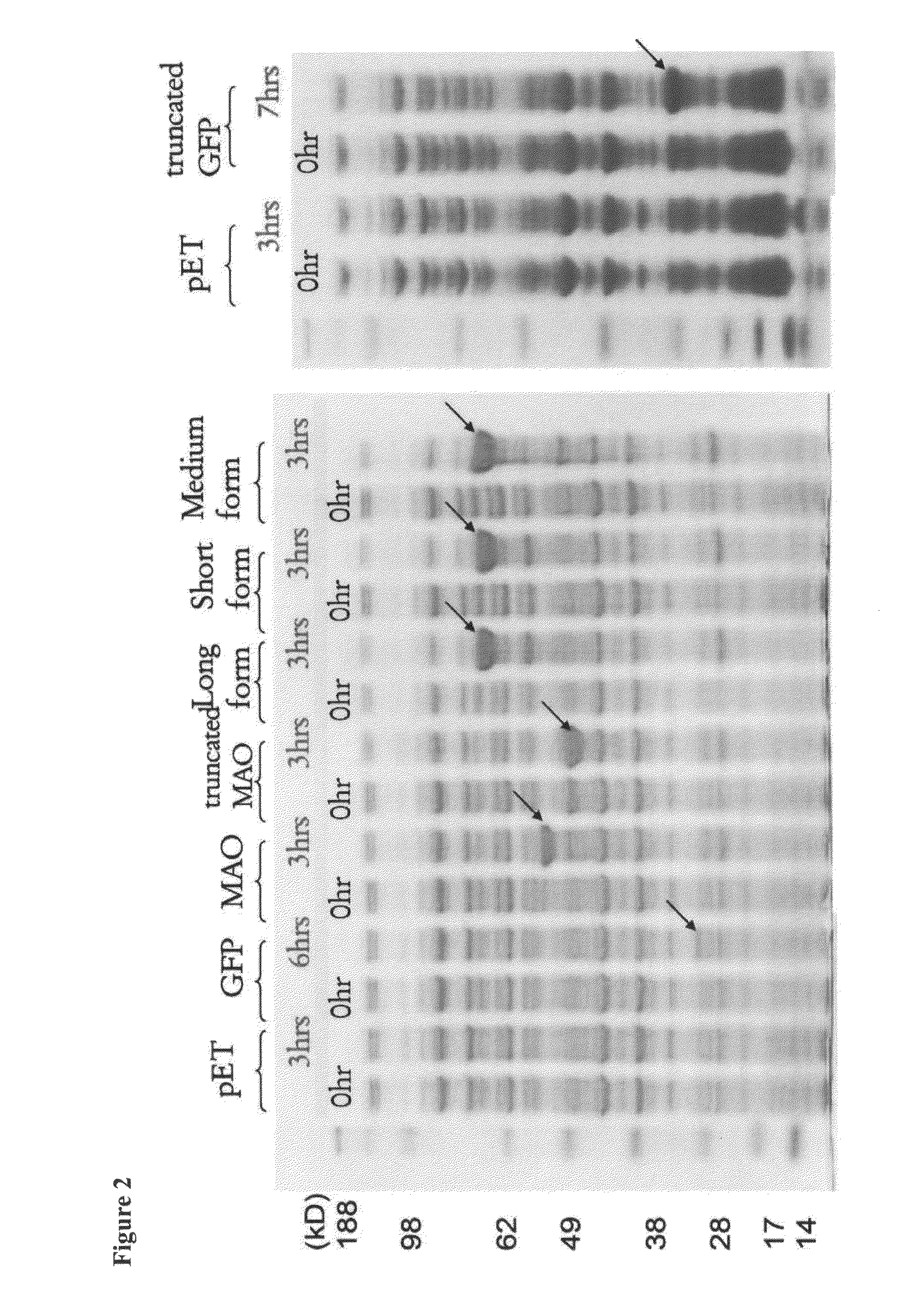 Utilization of shield effect for dopamine detection and reagent development