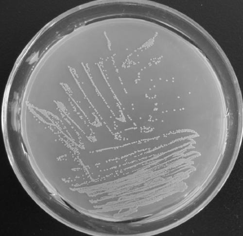 Strain with chromium tolerance and Cr(VI) removal ability and application of the same in in-situ remediation of moderately and mildly chromium contaminated soil