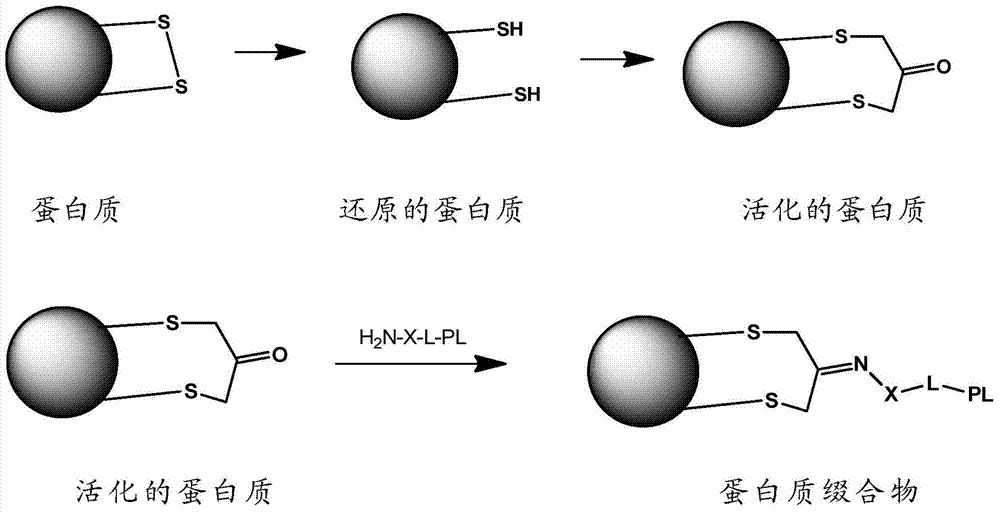 Methods for making conjugates from disulfide-containing proteins