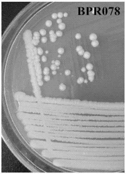 A rhizosphere growth-promoting Bacillus arzii for blueberries and its application