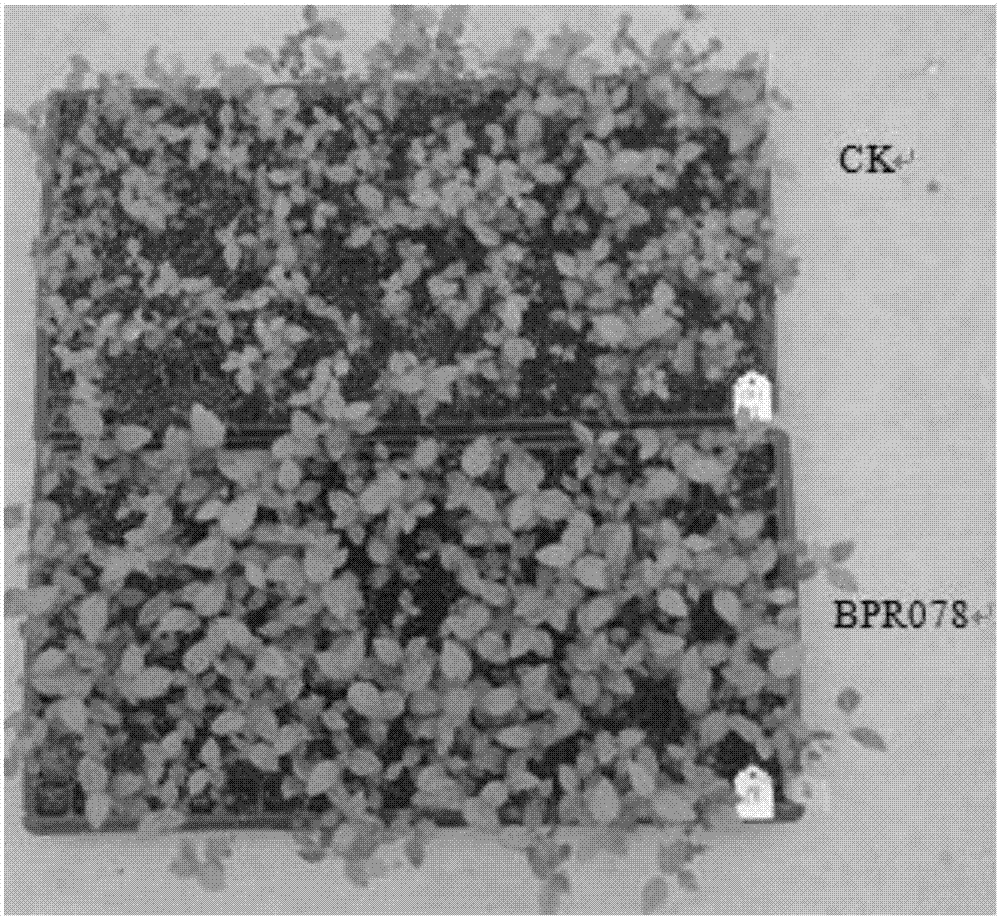 A rhizosphere growth-promoting Bacillus arzii for blueberries and its application