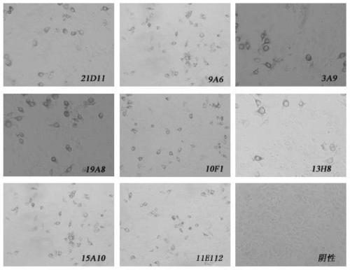 Blocking test paper for swine fever antibody