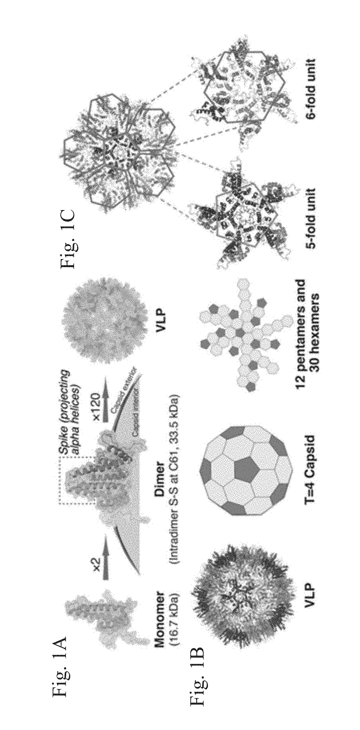 Stabilized hepatitis B core polypeptides