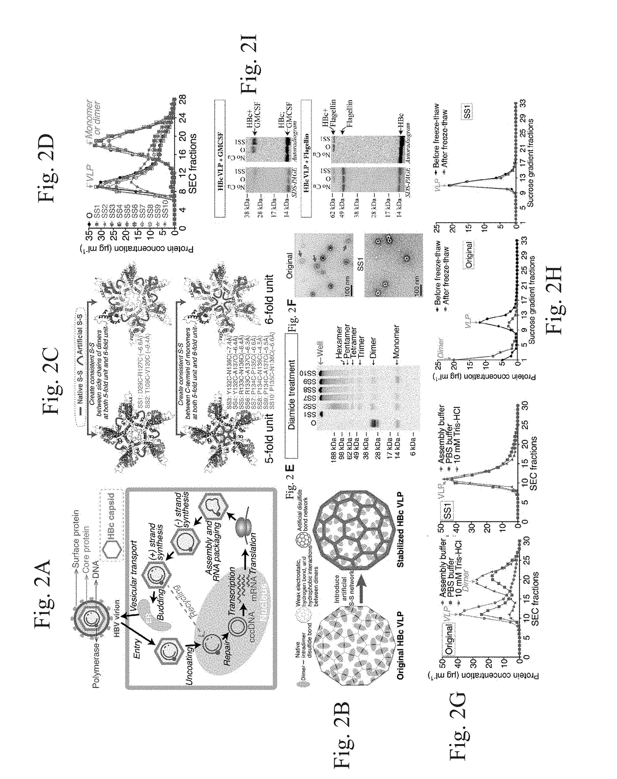 Stabilized hepatitis B core polypeptides