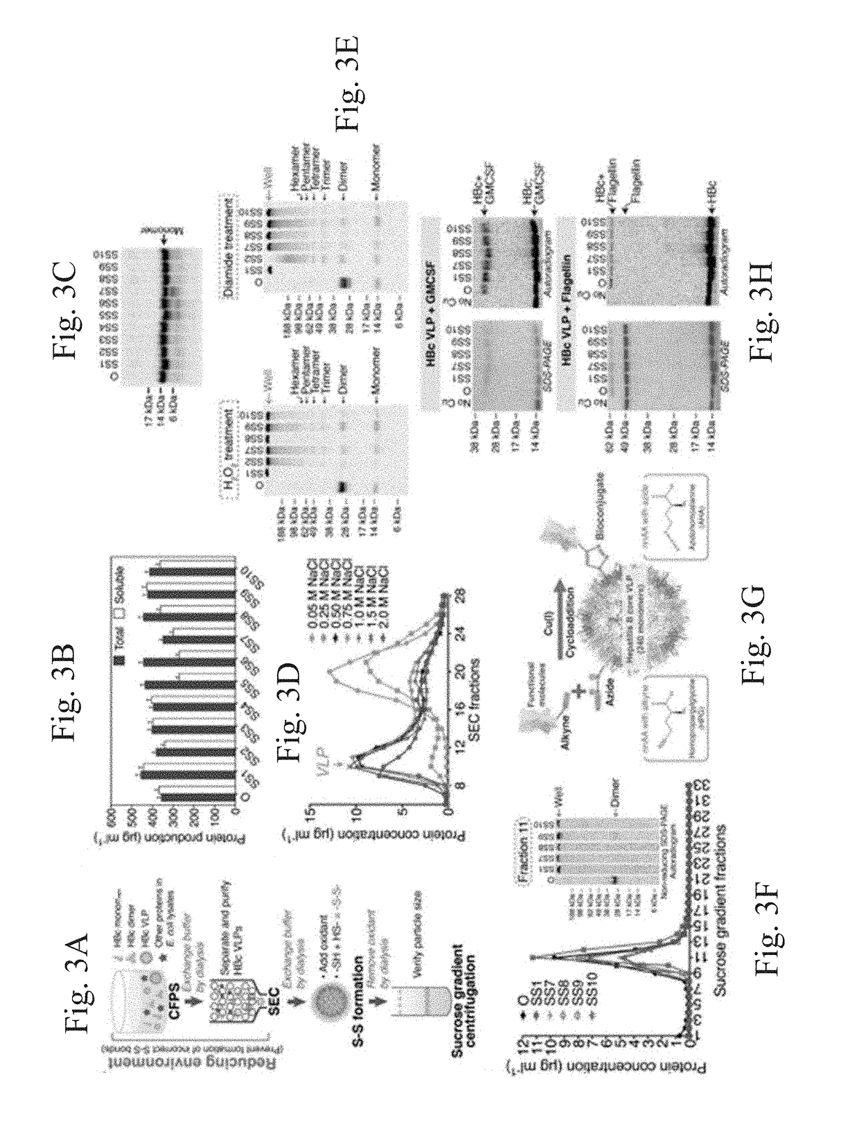 Stabilized hepatitis B core polypeptides