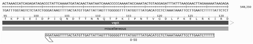 Mycoplasma bovis VspX gene mutant strain, and construction method and application thereof