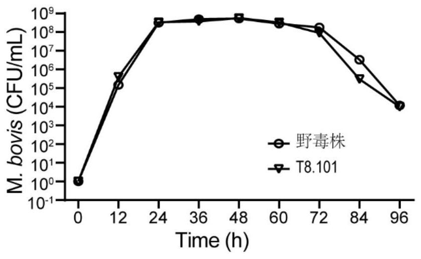 Mycoplasma bovis VspX gene mutant strain, and construction method and application thereof